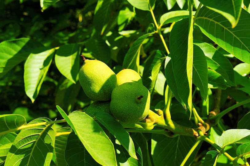 Água de coco natural com coco partido